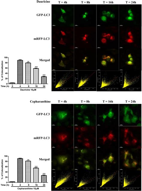 Hela Cells Were Transfected With The Mrfp Gfp Lc Plasmids For H