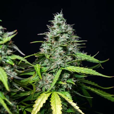 Royal Gorilla Autoflowering Cannabissamen Royal Queen Seeds