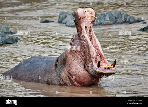 Gähnender Hippo mit riesigen Zähnen Hippopotamus amphibius im