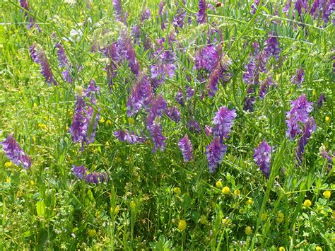 Purple Wildflower Walter Reeves The Georgia Gardener