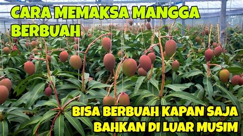 CARA MEMAKSA MANGGA BERBUAH BISA BERBUAH KAPAN SAJA BAHKAN DI LUAR