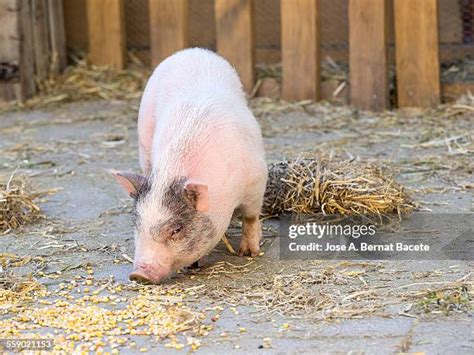 38 Pig Eating Corn Stock Photos, High-Res Pictures, and Images - Getty ...