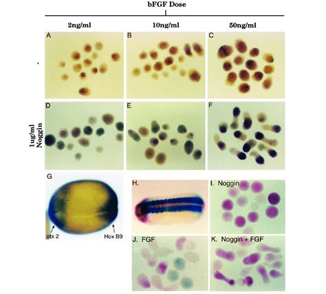 Noggin Fgf Generates Neural Tissue With Anterior Posterior Polarity Download Scientific