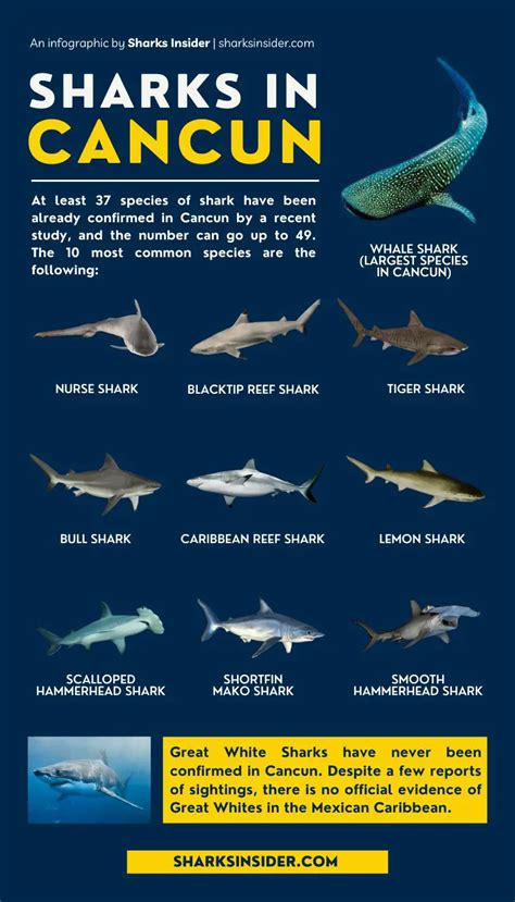 Are There Sharks In Cancun Detailed Research Sharks Insider