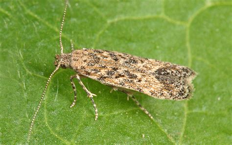 Insect Of The Month February Tomato Leafminer Tuta Absoluta Icipe