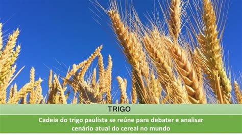 Cadeia Do Trigo Paulista Se Re Ne Para Debater E Analisar Cen Rio Atual