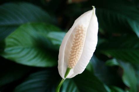 When And How To Fertilize Peace Lilies Gardeners Path