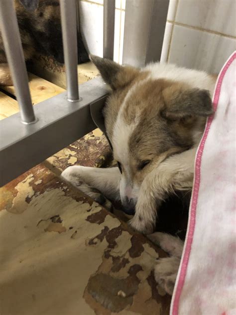 「子犬が収容されています！」山口県 犬の里親募集 481457 2枚目の画像 ペットのおうち【里親決定25万頭！】