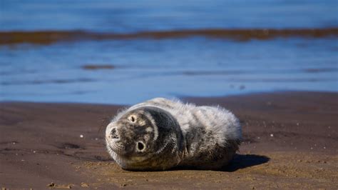 Finistère un jeune phoque a été retrouvé à bout de forces échoué sur