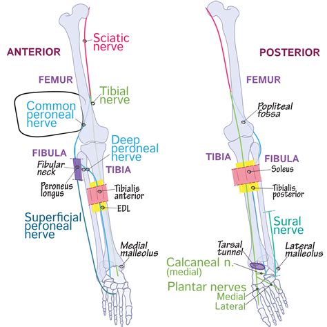 Gross Anatomy Glossary Peroneal Nerve Aka Fibular Nerve Ditki