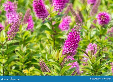 New Zealand Hebe Speciosa Plant With Purple Flowers In Bloom And