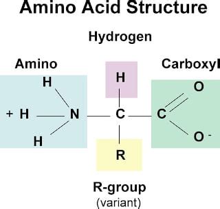 Amino Acid Chart | ChemTalk