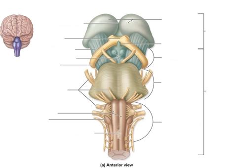 Brainstem Diagram Diagram Quizlet