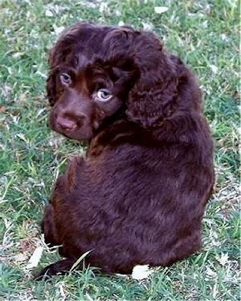 Adorable Boykin Spaniel Puppy I Want Spaniel Breeds Boykin