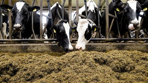 Maakt De Raad Van State Einde Aan Emissiearme Stalvloer Zes Vragen