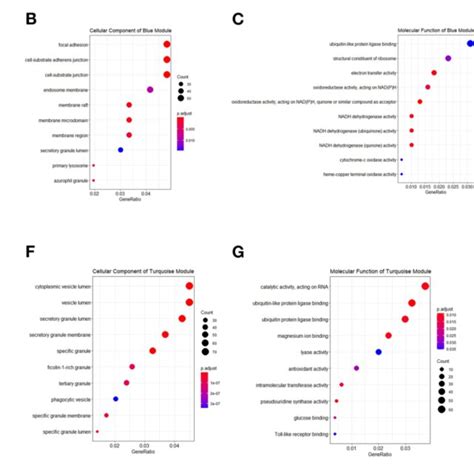 Functional Enrichment Analysis Of Hub Genes Hub Genes Were Also Download Scientific Diagram