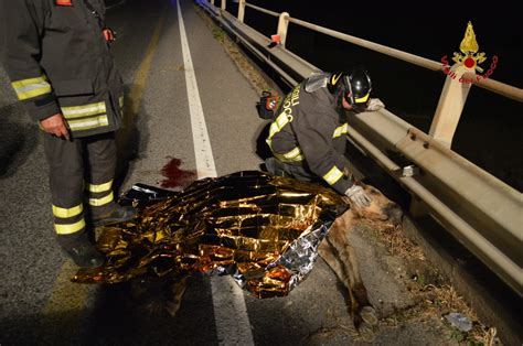 Incidente Sulla Catania Gela Suv Travolge Un Cavallo Live Sicilia