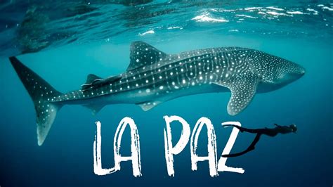 Swimming With Whale Sharks In La Paz Mexico Youtube