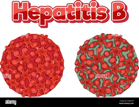 Virus De La Hepatitis B Vhb En La Ilustraci N De Fondo Blanco Imagen