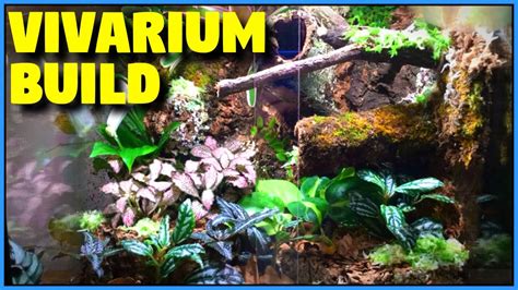 Bioactive Vivarium Build Tropical Vivarium Setup Step By Step Youtube