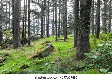 1,508 Deodar Forest Images, Stock Photos & Vectors | Shutterstock