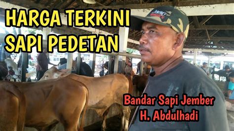 Harga Sapi Pedetan Di Pasar Hewan Purwakarta Menjelang Puasa Youtube