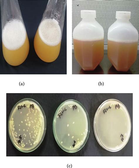 a) Broth culture in flask; b) broth culture in centrifuged tube; c) CFU ...