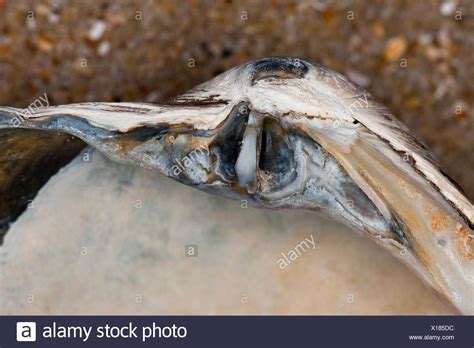 Ocean Quahog Clam Stock Photos & Ocean Quahog Clam Stock Images - Alamy