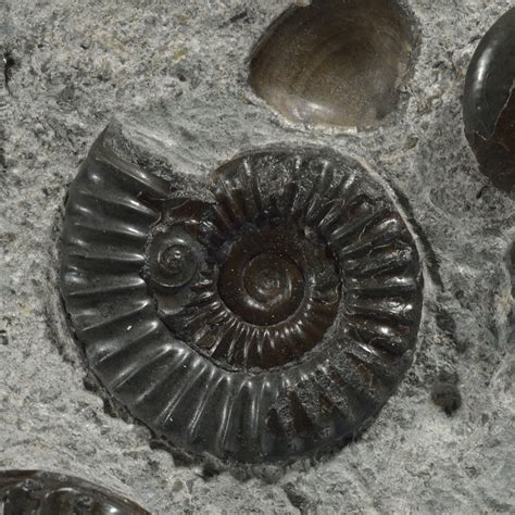 Ammonite Fossil