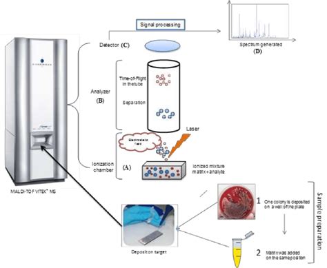 MALDI TOF MS S Operating Principle And The Sample Preparation Step For