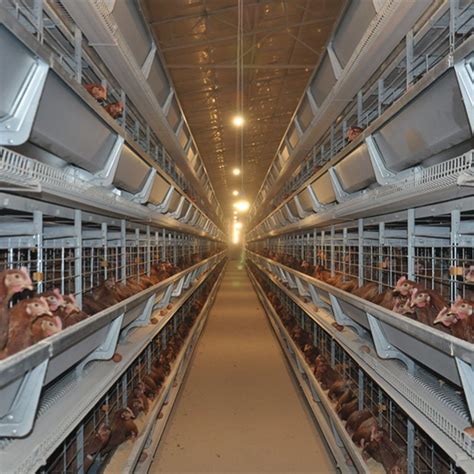 Barbados Poultry Farm Battery Layer Cage With Automatic Chicken Manure