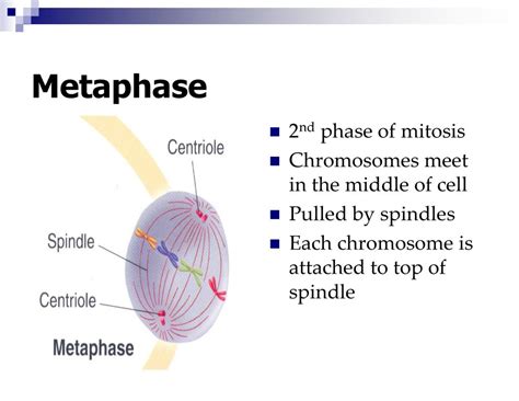 Cell Growth And Division Biology Pearland Isd Ppt Download