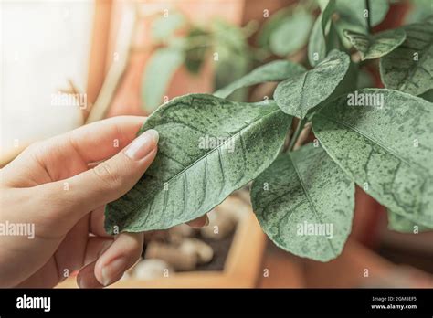 Lemon Tree Disease Hi Res Stock Photography And Images Alamy