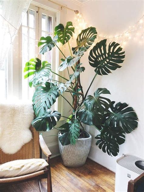 How To Grow Monstera That Will Room Look Beautiful Homemydesign