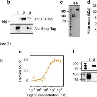 Proteinprotein Interaction At The Sema2a13 Homodimer Interface A