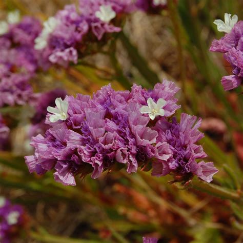 Graines De Statice Semences De Limonium Sinuatum Pacific