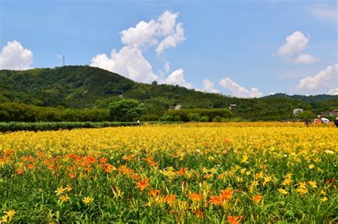 日月潭頭社金針花海 趴趴走的竹子 Udn部落格