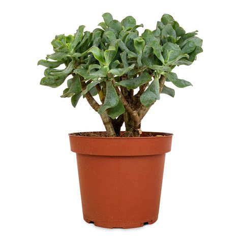 Crassula Ovata Undulata Curly Jade Plant Succulents Hortology