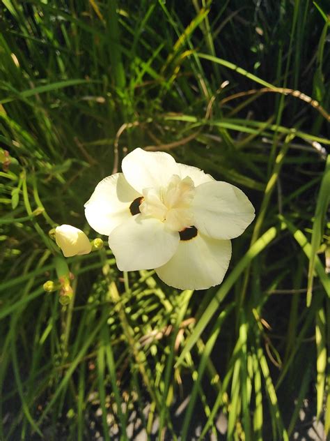 Flower Sad Spring Free Photo On Pixabay Pixabay