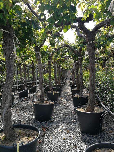 Grape Vines Vitis Vinifera Red Globe Thepalmtreecompany