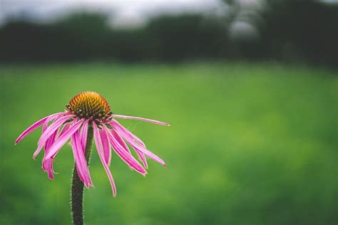 Complete Guide To Growing Echinacea Coneflower From Seeds 7 Easy Tips