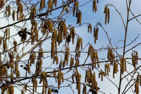 Small Branch Of Black Alder Alnus Glutinosa With Male Catkins And