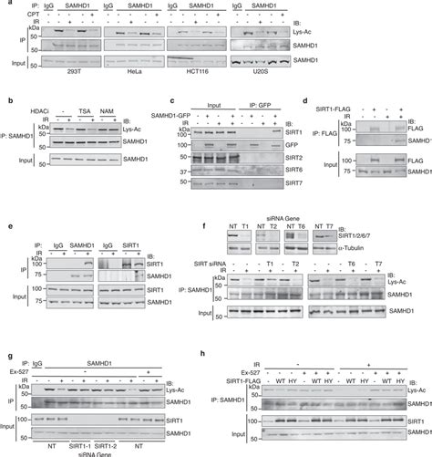 Sirt Interacts With And Deacetylates Samhd In Response To Dsbs A