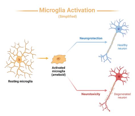 Microglia Activation Simplified Biorender Science Templates