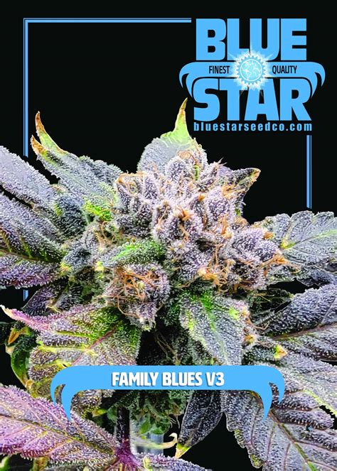 Blue Star Seed Co – Family Blues V3 (DJ Short 98 F4 Blueberry x Blue ...