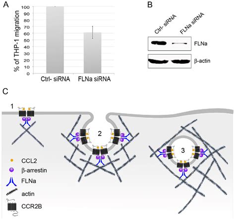 Chemotaxis In Response To CCL2 Is Significantly Reduced In THP 1 Cells