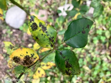 Mancha negra del rosal Plantas y Jardín Forma Circular Fruit