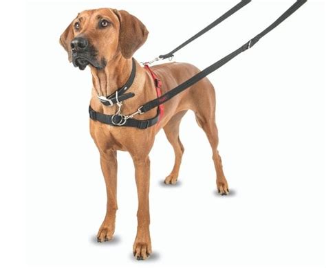 Halti Front Control Harness Company Of Animals Au