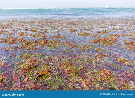 Ocean Seaweed Marine Plants Shoreline Stock Photo - Image of nature ...