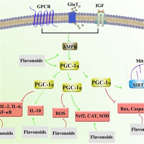 Flavonoids Target Multiple Dysregulated Signaling Pathways Through